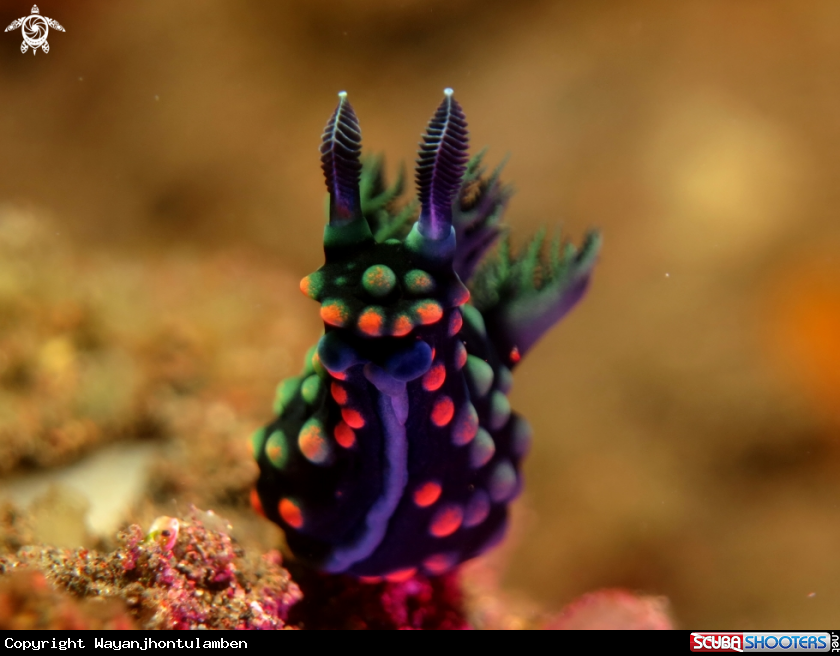 A Nembrotha