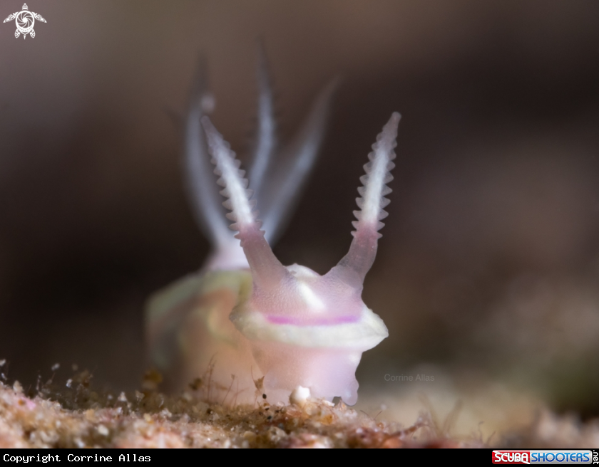 A Ceratosoma nudi