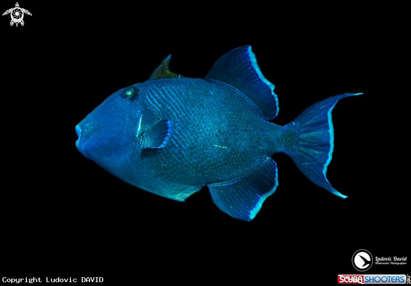 A Blue Triggerfish