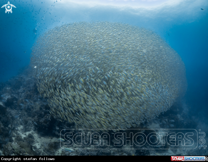 A Oxeye Scad