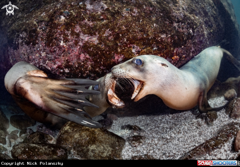 A California Sea Lions