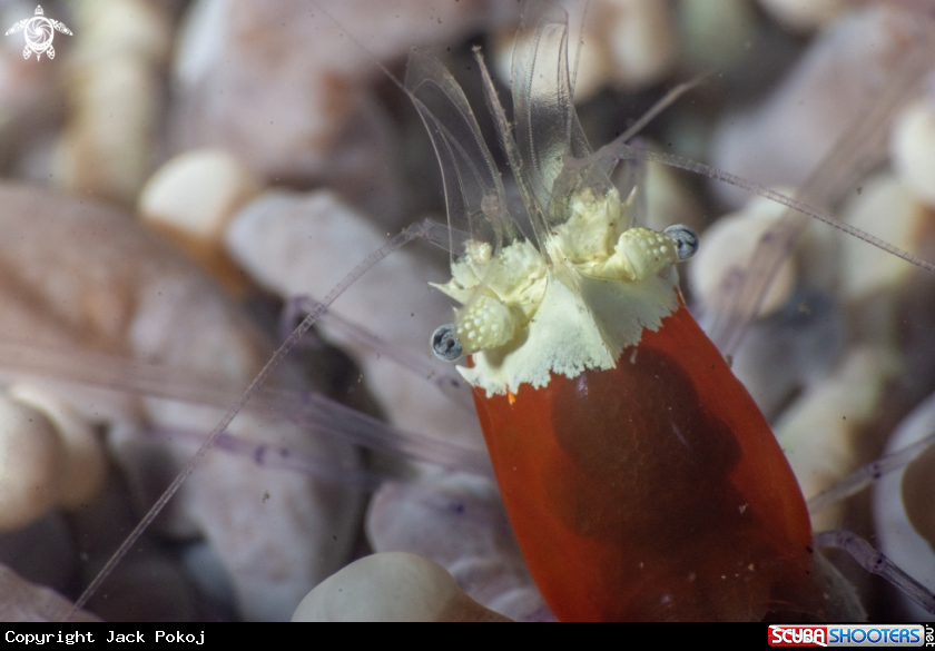 A Popcorn shrimp