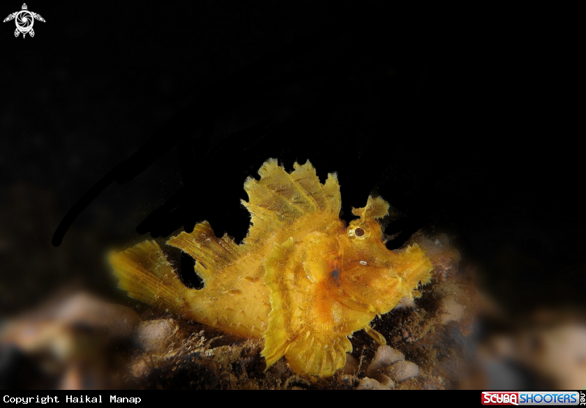 A Rhynopias