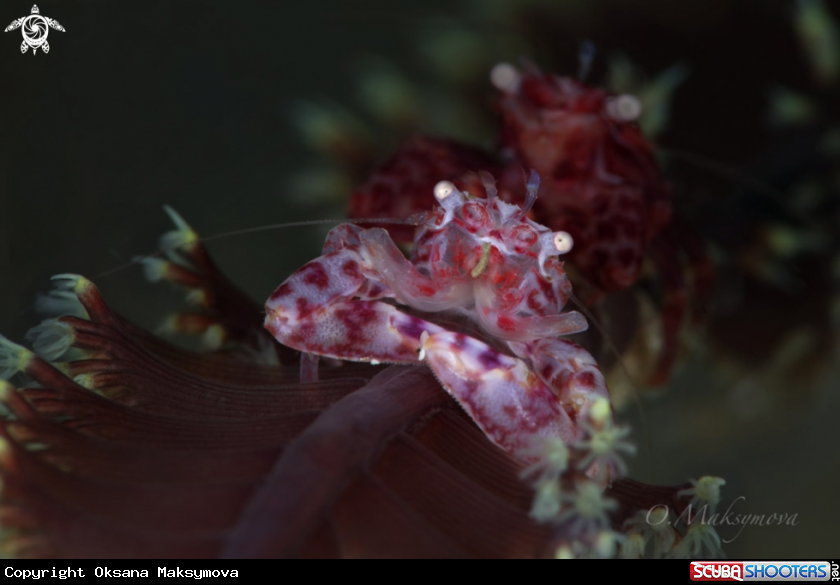 A Soft Coral Porcelain Crab