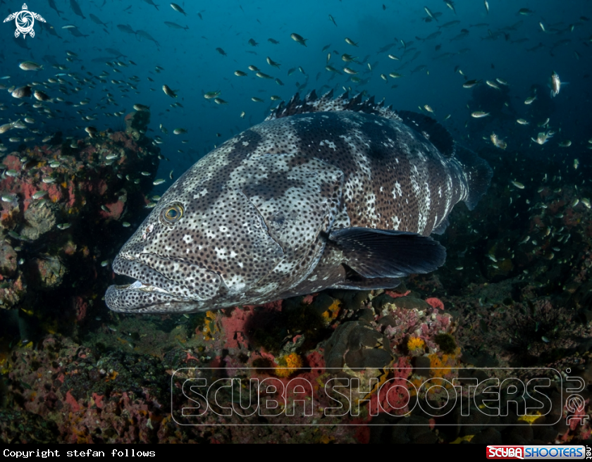 A Malabar Grouper