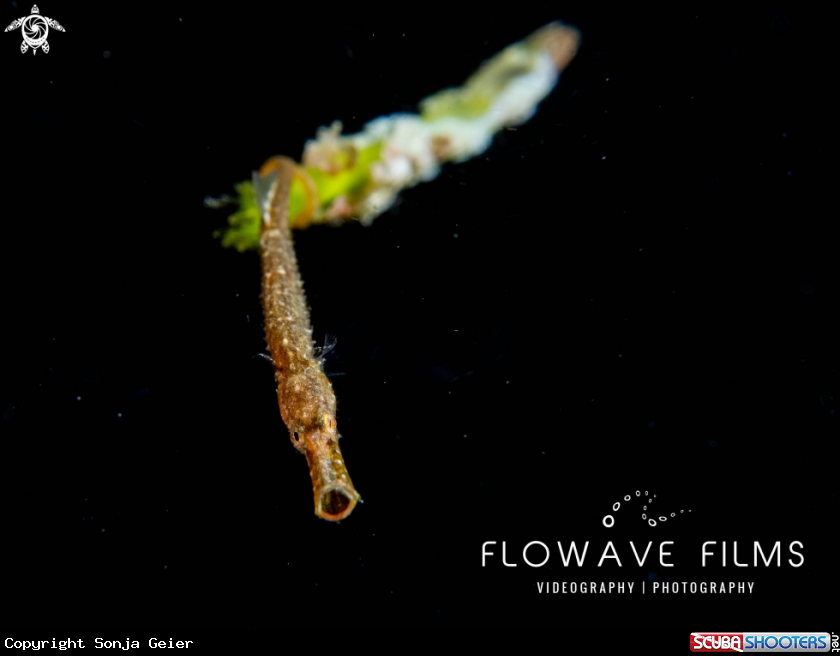 A Pipefish