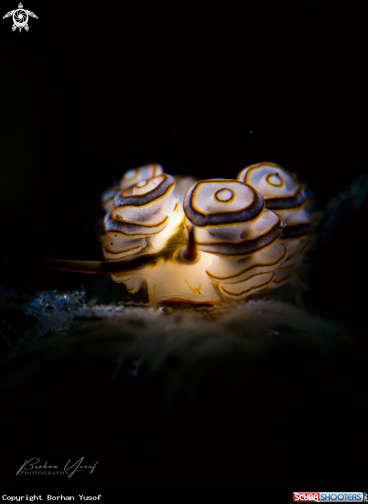 A Doto Donut