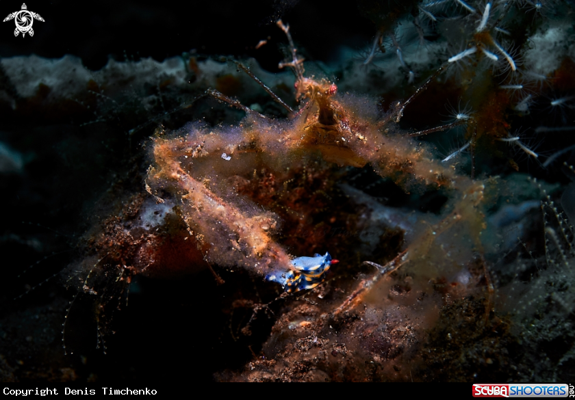 A crab eats slug