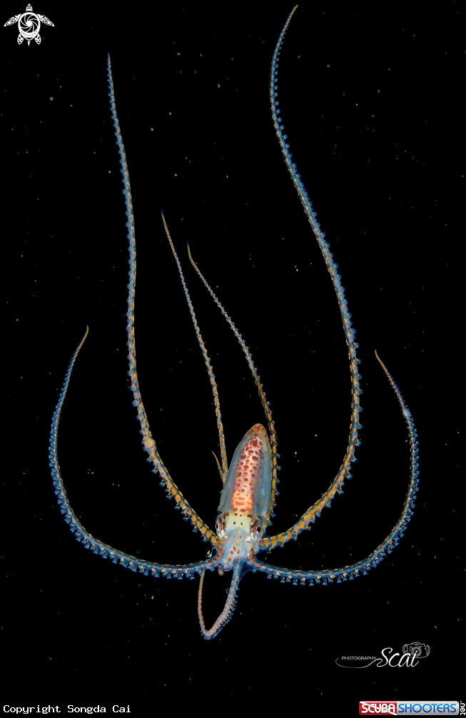 A Long Arm Octopus