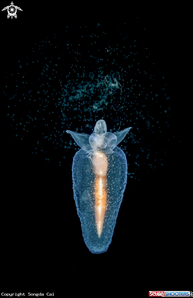 A Sea Angel