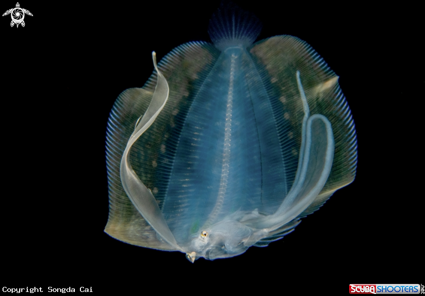 A Flounder