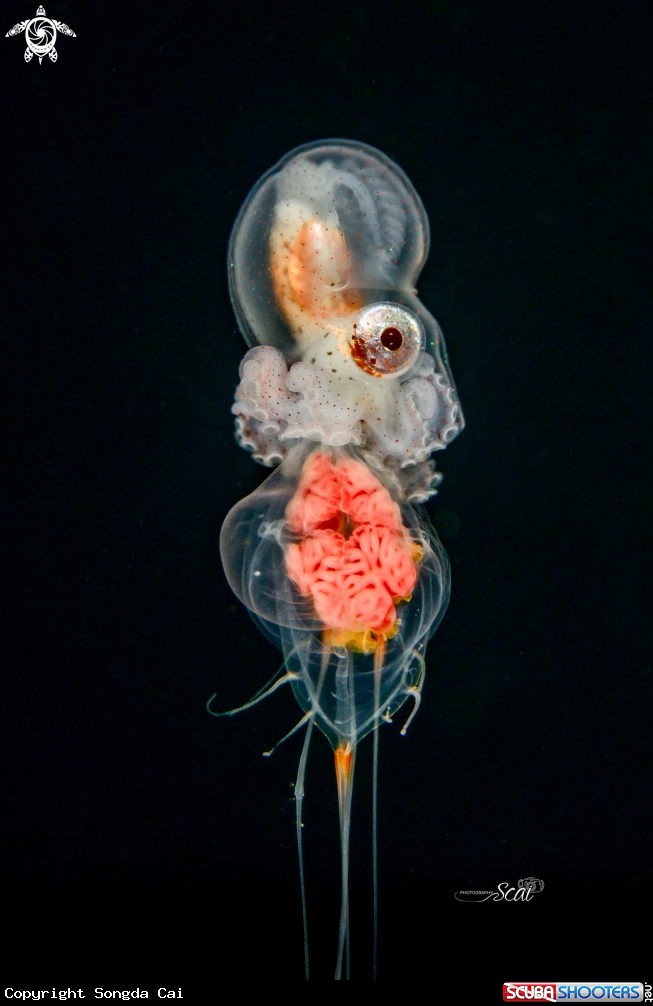 A Paper Nautilus