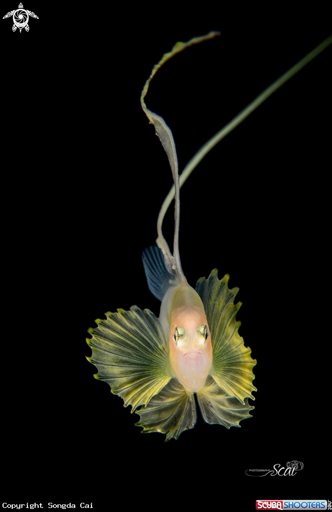 A Barred Soap Fish