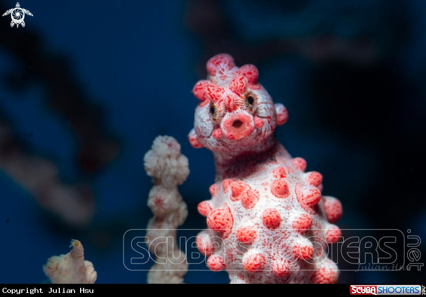 A Pygmy seahorse