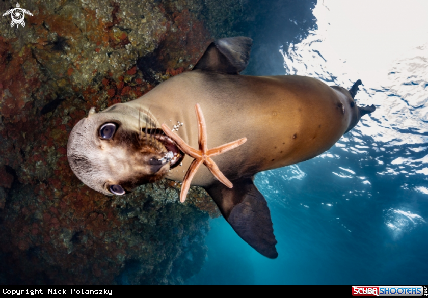 A California Sea Lion