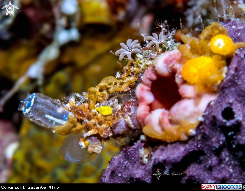 A Corals