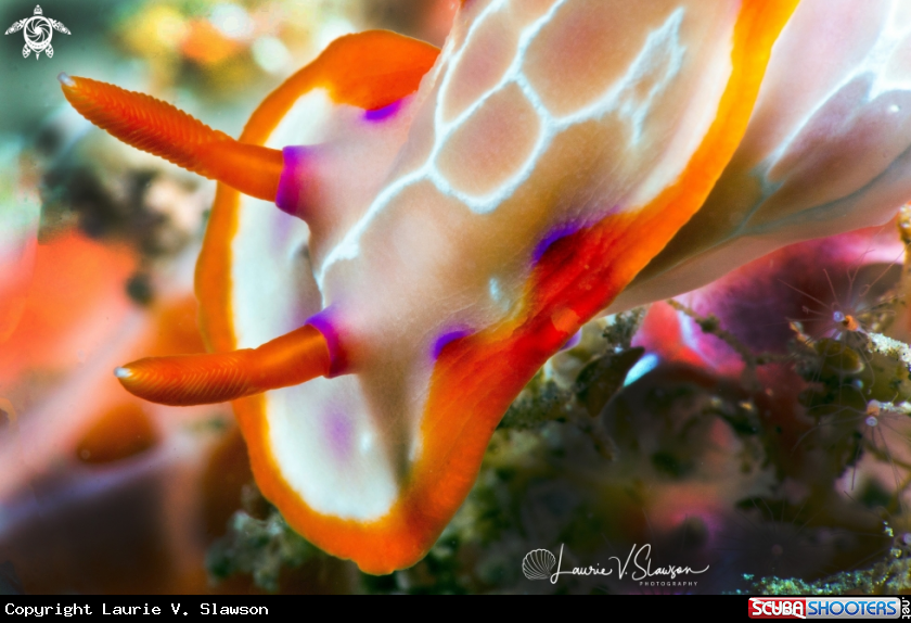 A Nudibranch