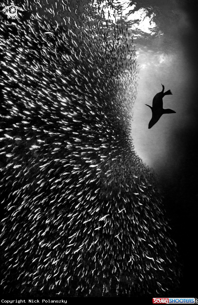 A California Sea Lion