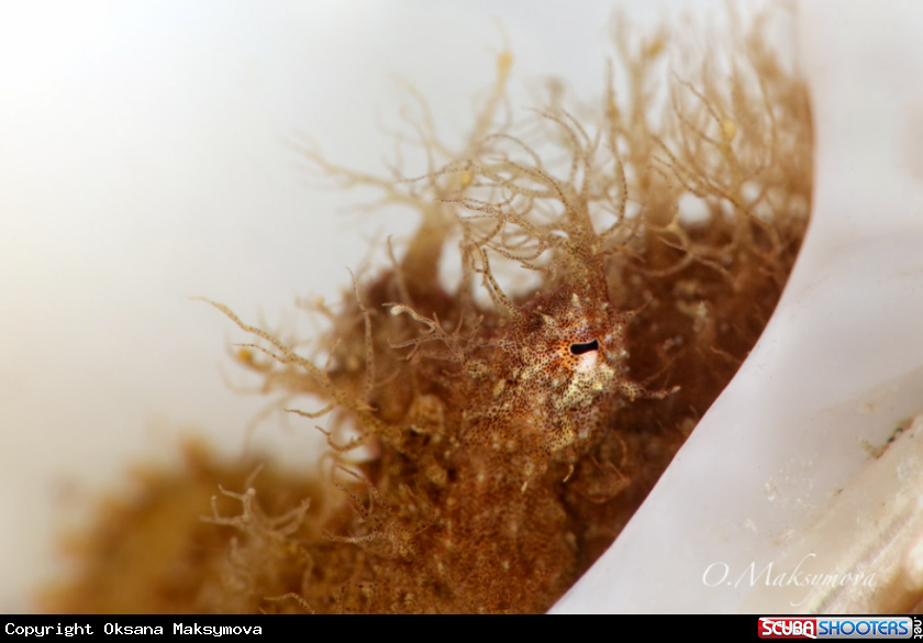 A Hairy Octopus 