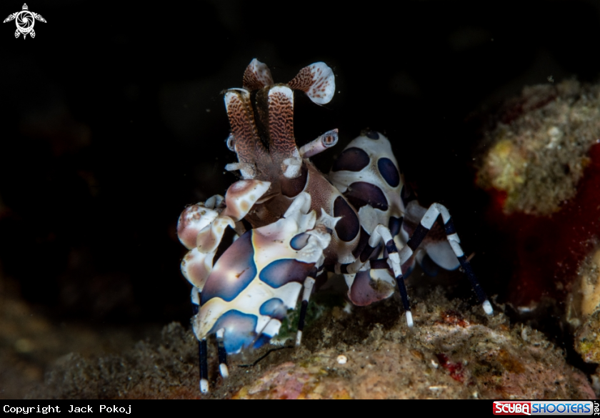 A Harlequin shrimp