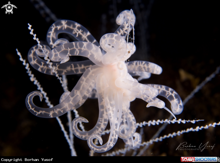 A Phyllodesmium 