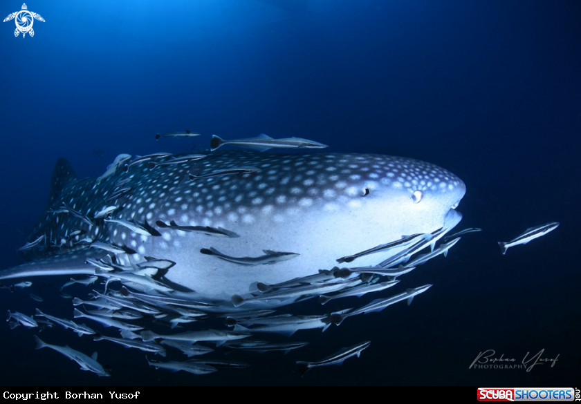 A Whale Shark