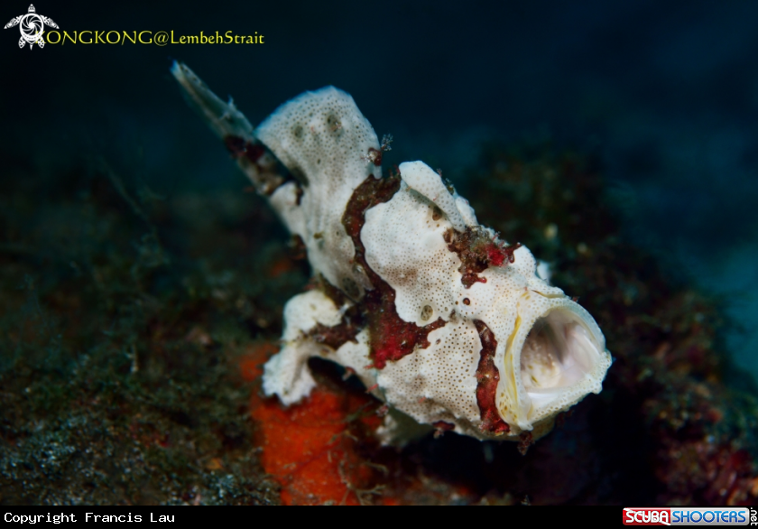 A Warty Frogfish