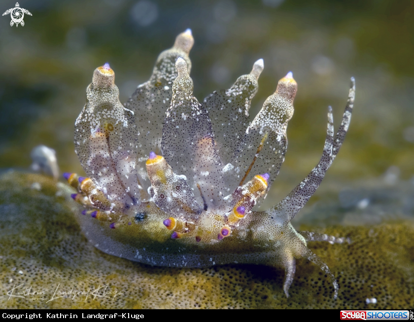 A Tiny Nudibranch