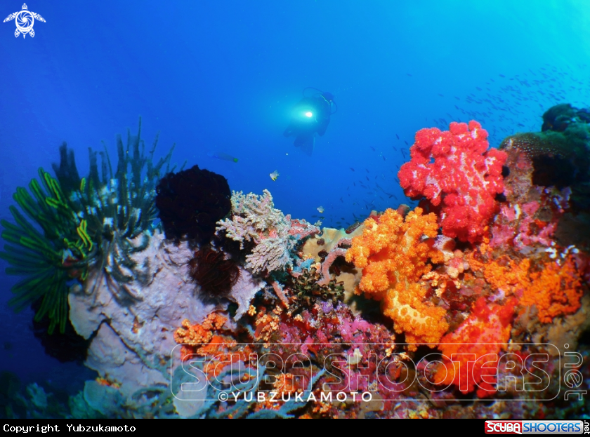 A Soft Coral