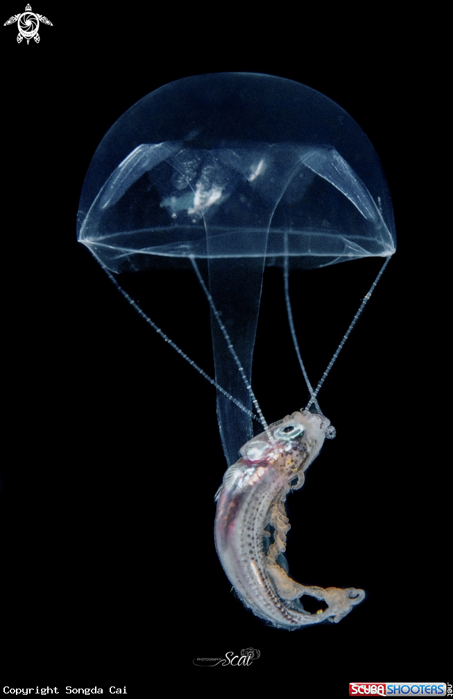 A Jelly Fish Prey