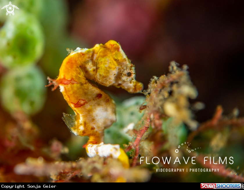 A Pontoh's Pygmy Seahorse