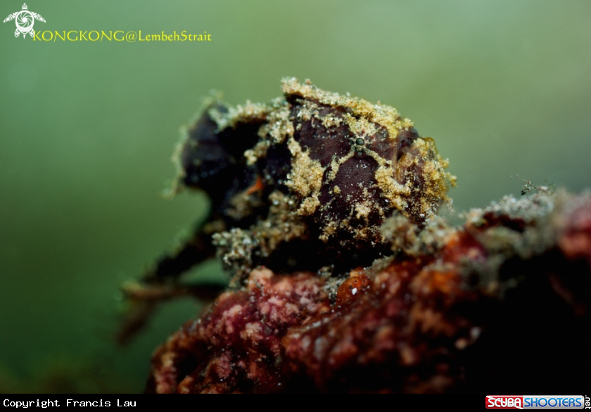 A Warty Frogfish
