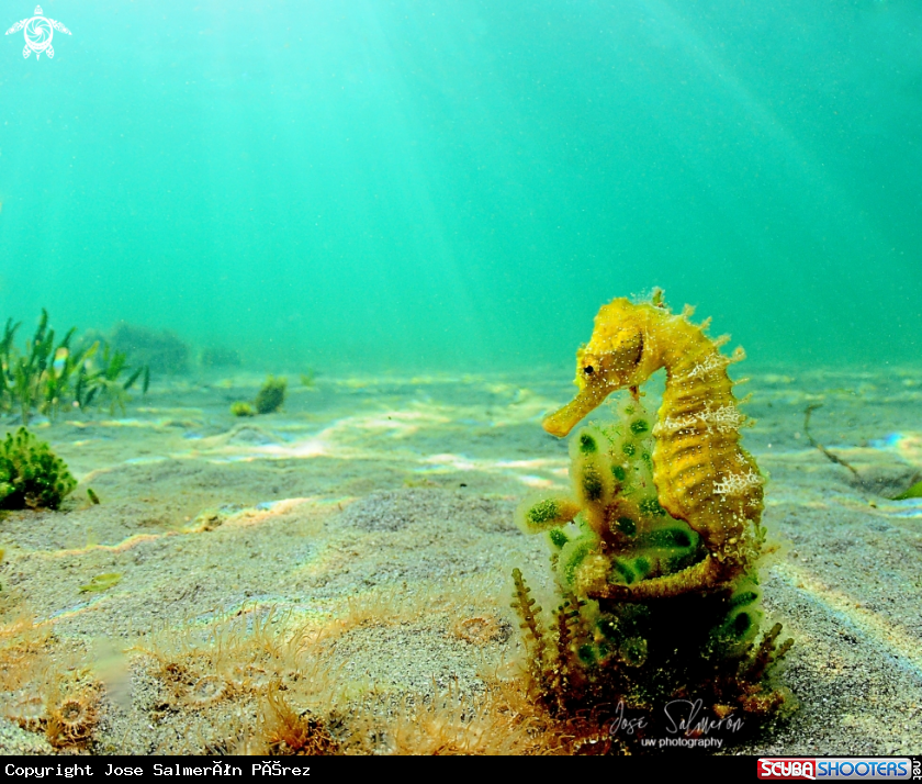 A Seahorse