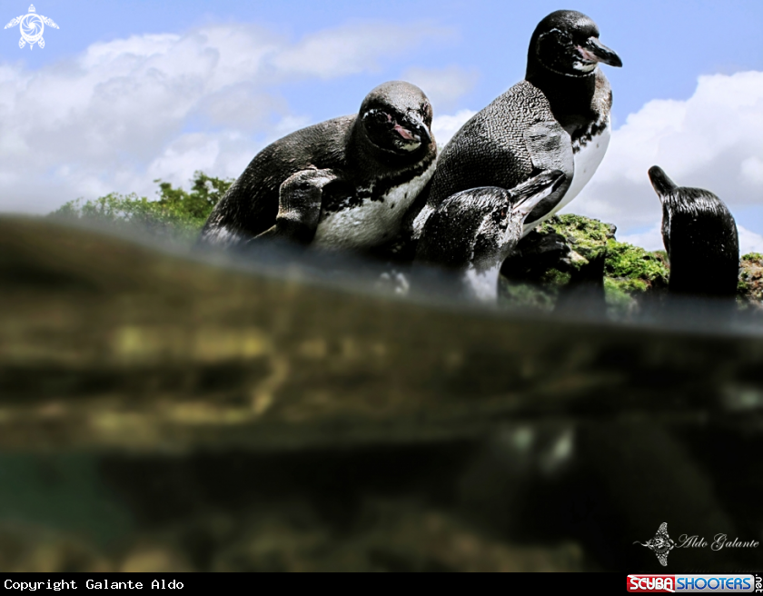 A Galapagos Penguin