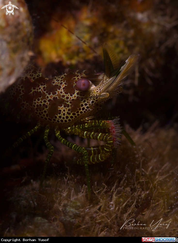 A Green Marble Shrimp