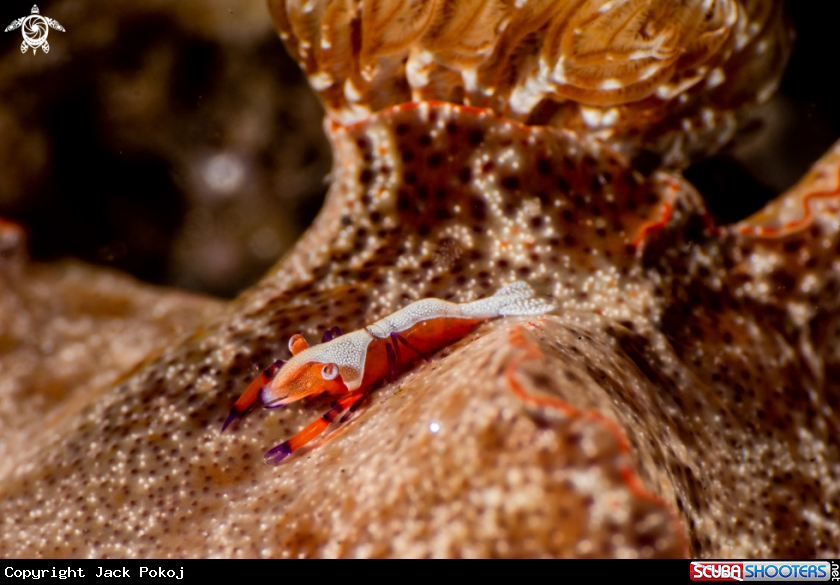 A Emperor shrimp