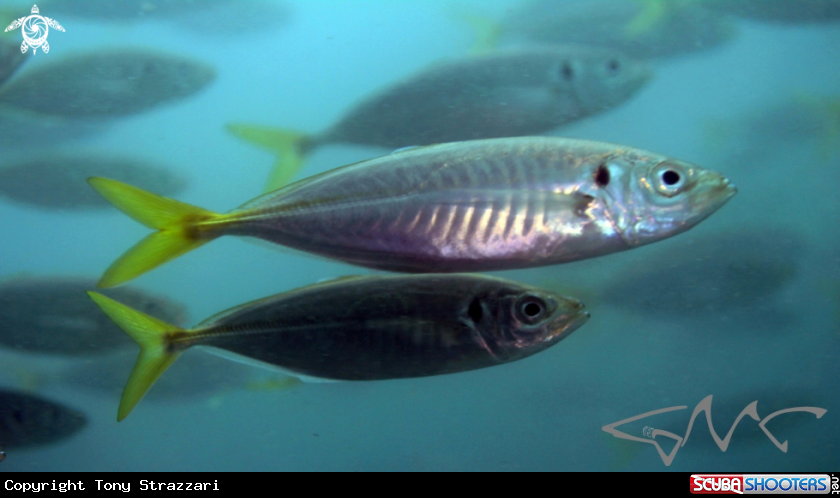 A Yellowtail scad