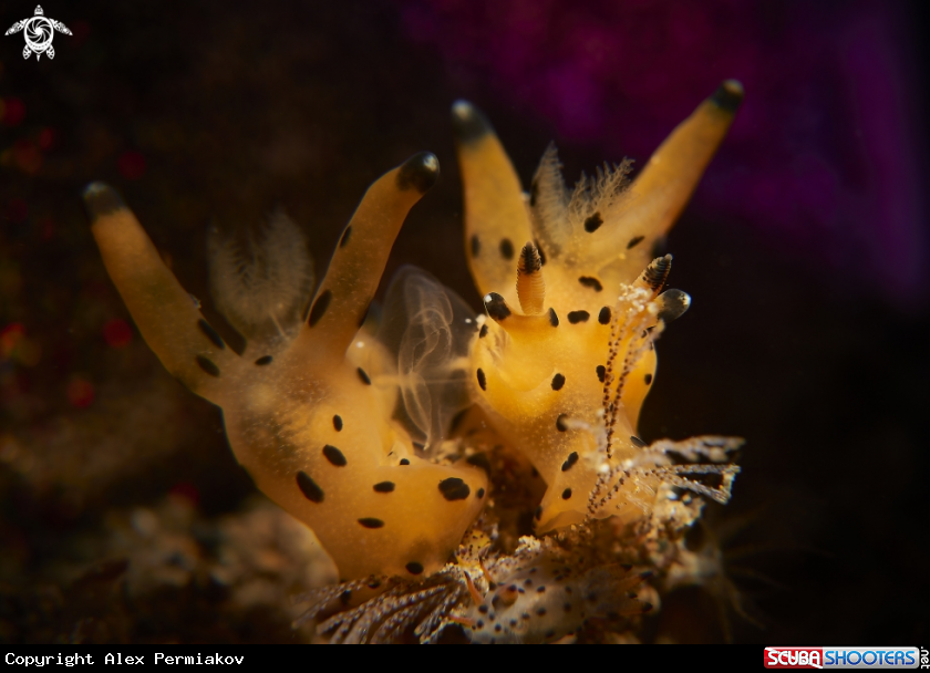 A Nudibranch