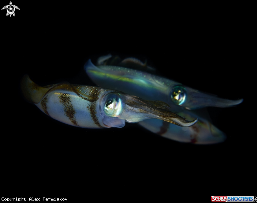 A Squid
