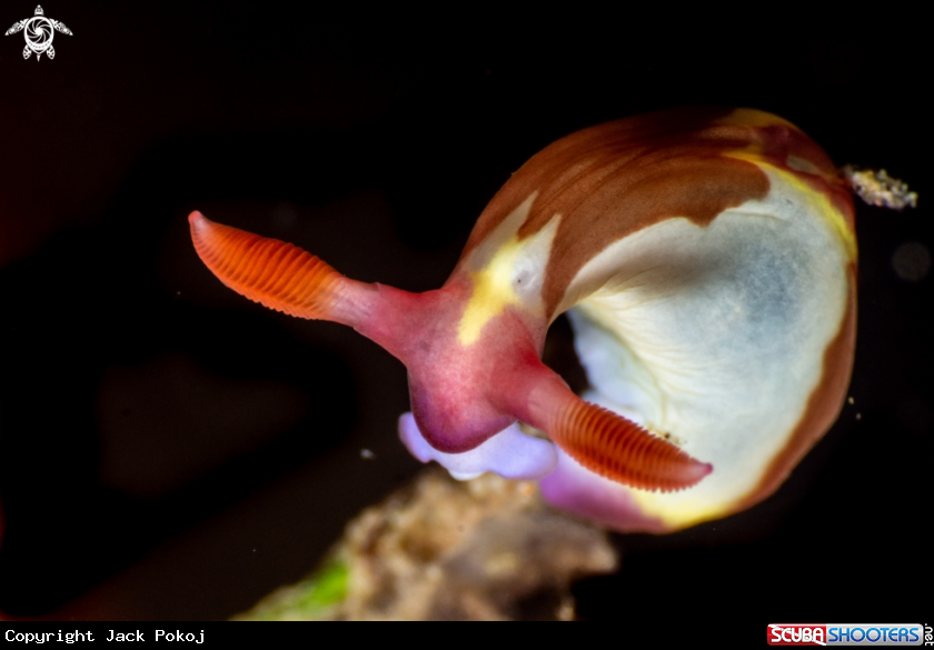 A Nembrotha chamberlaini