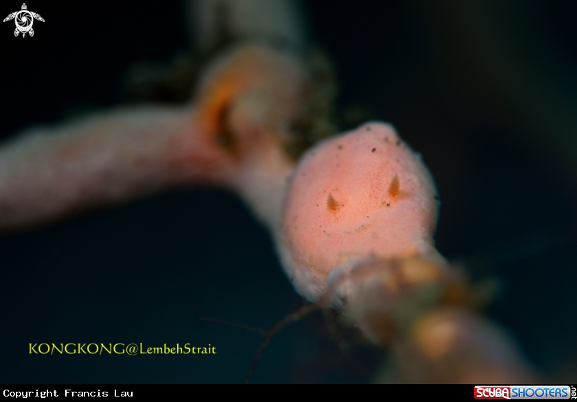 A Nudibranch
