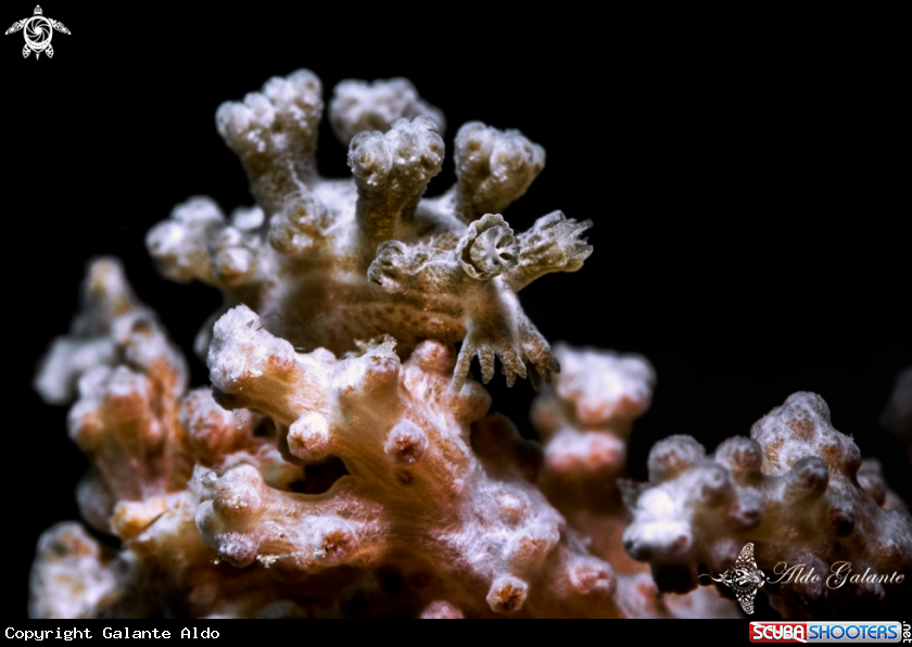 A Hard coral Nudibranch Sea Slug - Nudibranch