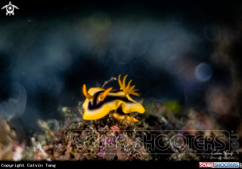 A Nudibranch