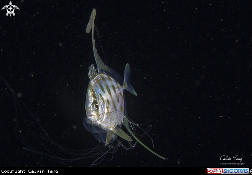 A Juvenile pennant fish