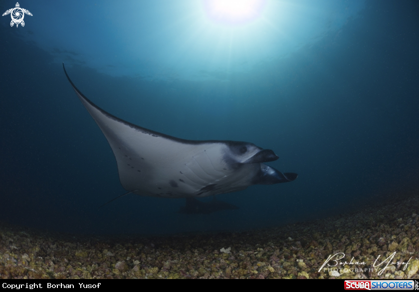 A Manta ray