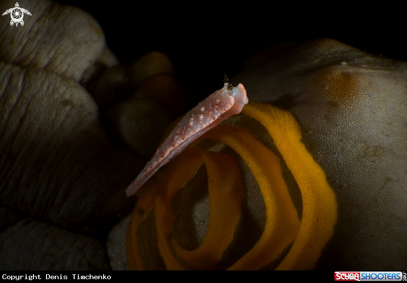 A NUDIBRANCH