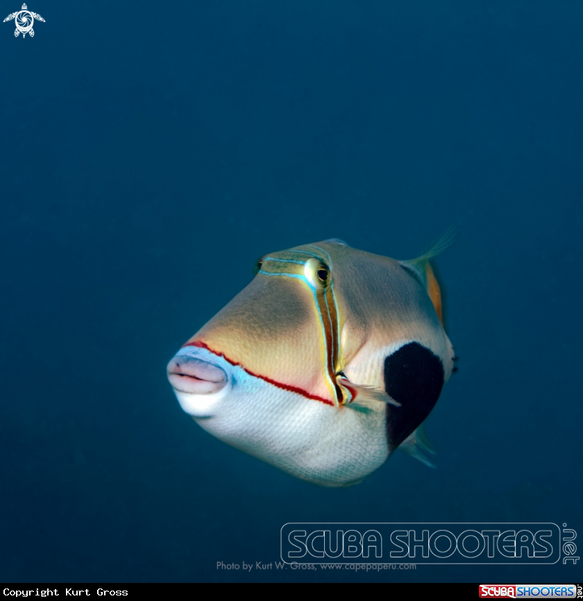 A Blackpatch Triggerfish