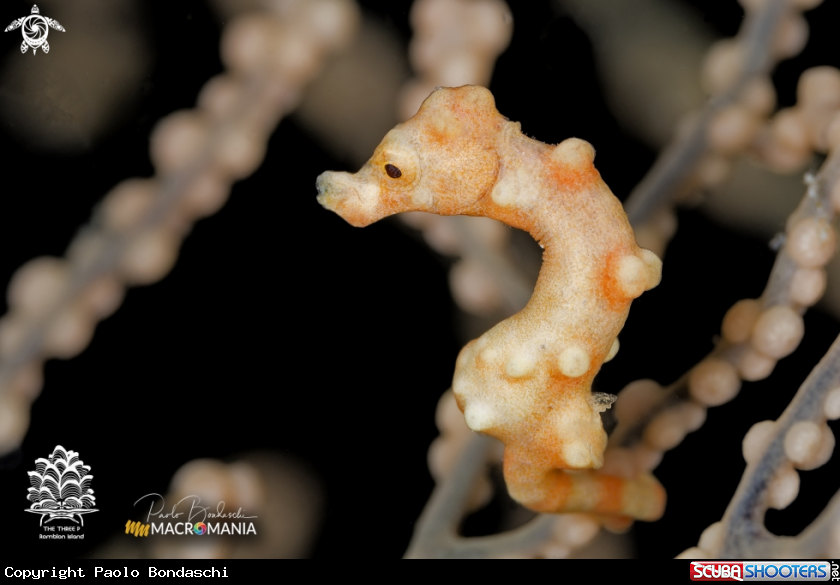 A Denise's pygmy seahorse