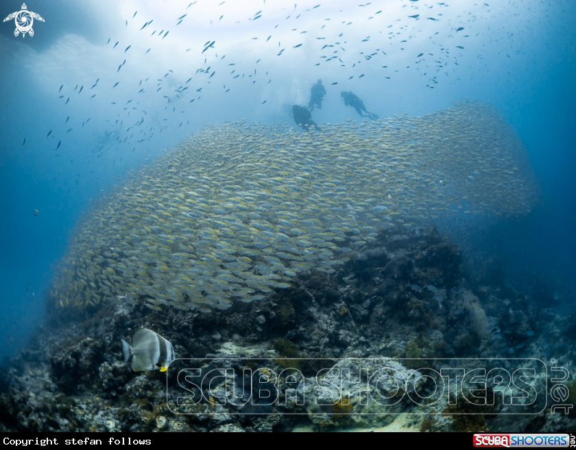 A Smoothtailed Trevally 
