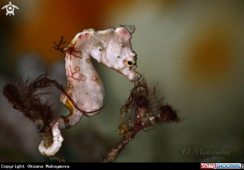 A Pontoh's pygmy seahorse (Hippocampus pontohi)